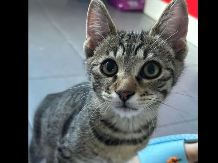 Chaton mâle tigré en quête d'une famille