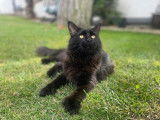 Mâle Main Coon black smoke disponible pour saillie