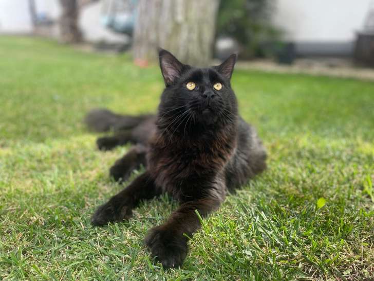 Mâle Main Coon black smoke disponible pour saillie