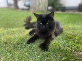 Mâle Main Coon black smoke disponible pour saillie