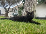 Mâle Main Coon black smoke disponible pour saillie