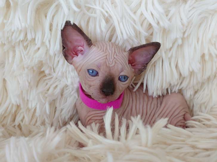Très belle chatonne Sphynx à vendre