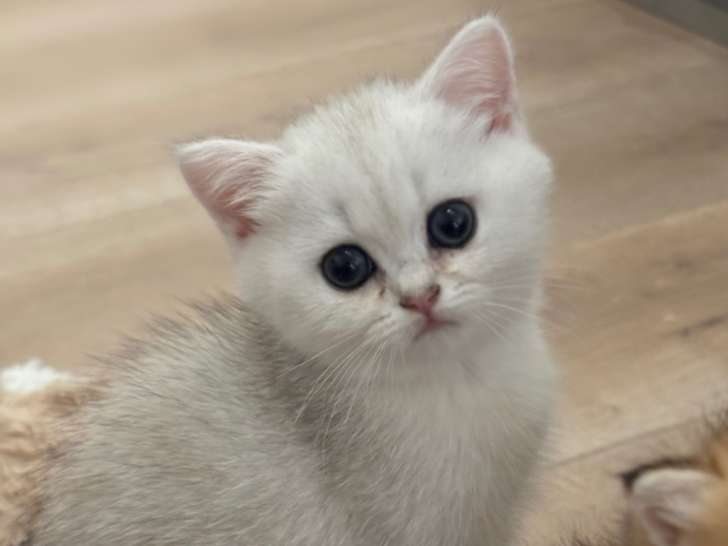Chaton British Shorthair silver shaded à vendre