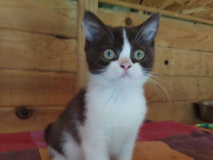Chaton Selkirk Straight à poil court à vendre