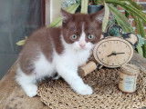 Chaton Selkirk Straight à poil court à vendre