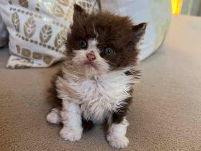 Chaton Selkirk Rex Poil Long à réserver