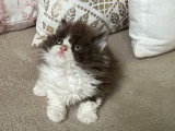 Chaton Selkirk Rex Poil Long à réserver