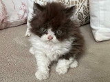 Chaton Selkirk Rex Poil Long à réserver