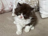 Chaton Selkirk Rex Poil Long à réserver