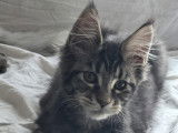 Chaton de type Maine Coon à vendre
