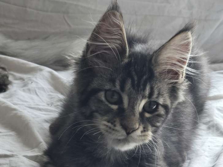 Chaton de type Maine Coon à vendre
