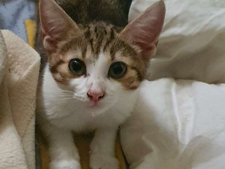 Ambre, chatonne à adopter en association