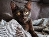 Pepe, chaton à adopter