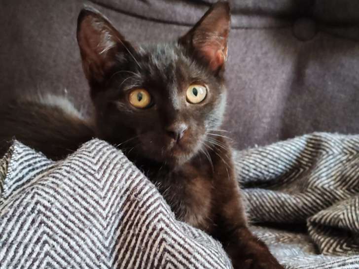Pepe, chaton à adopter