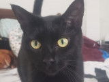 Mina, jeune chatte noire à adopter
