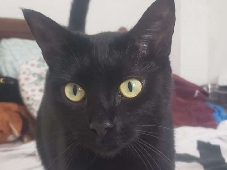 Mina, jeune chatte noire à adopter