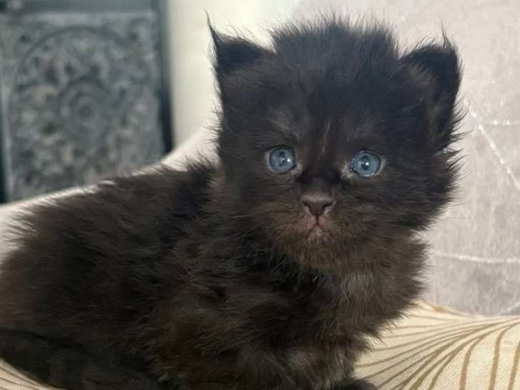 Chatons Maine Coon mâle et femelles à vendre