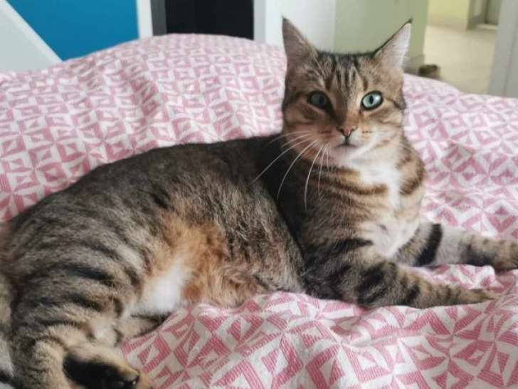 La jolie Tagada, chatte tigrée à adopter en association
