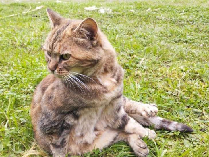 Minette dite Mimi, chatte à adopter en association
