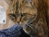 Minette dite Mimi, chatte à adopter en association