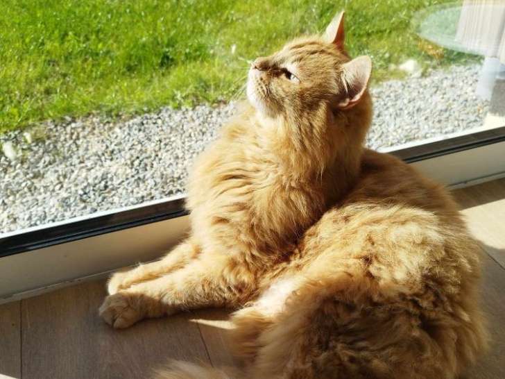Pavarotti, magnifique chat roux à poils longs à adopter en association