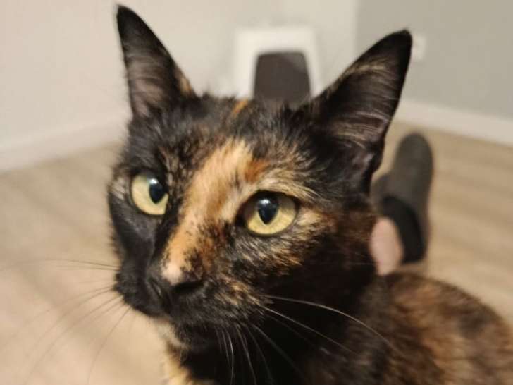 Wallie, douche chatte écaille de tortue à adopter en association