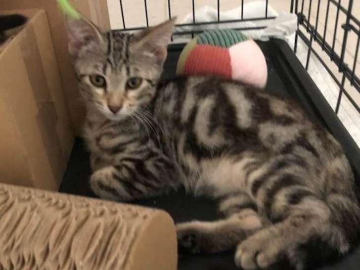 Nino, chaton tigré à adopter