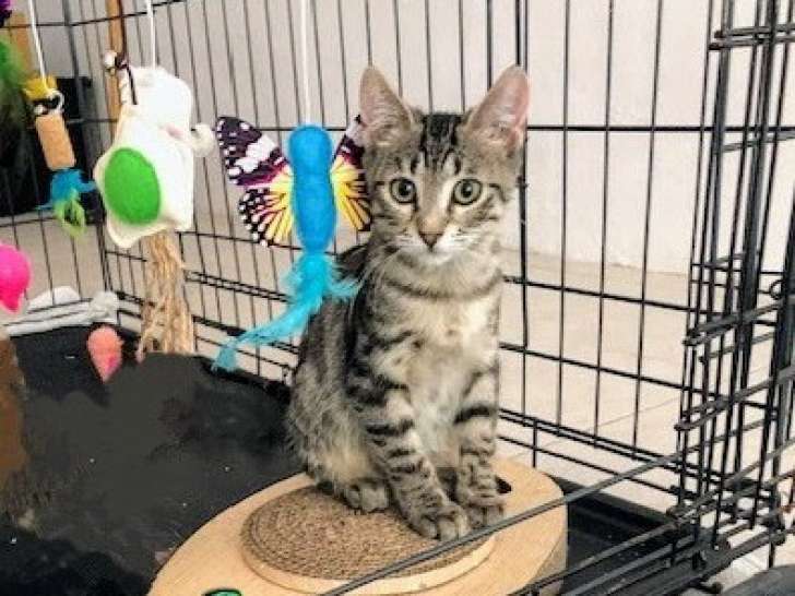 Tino, chaton à adopter