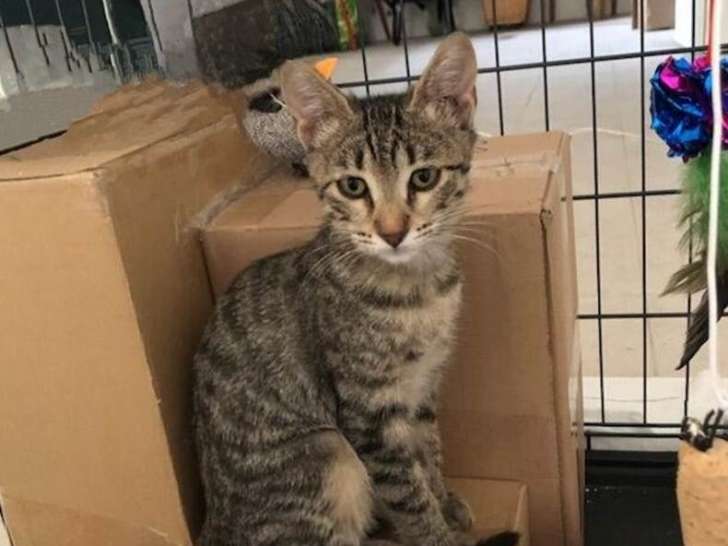 Pippa, chatonne à adopter