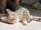 Pippa, chatonne à adopter