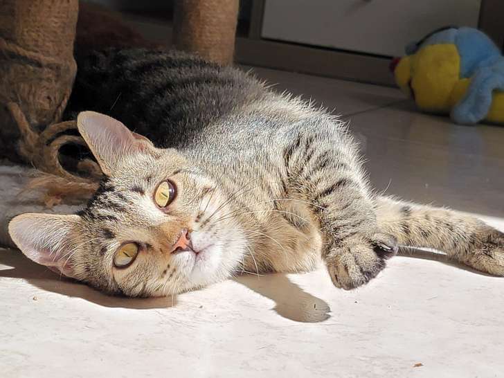 Pippa, chatonne à adopter