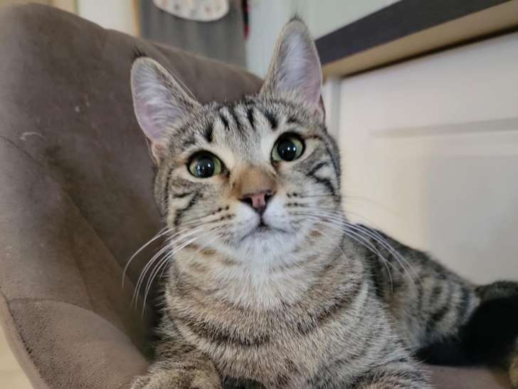 Pippa, chatonne à adopter