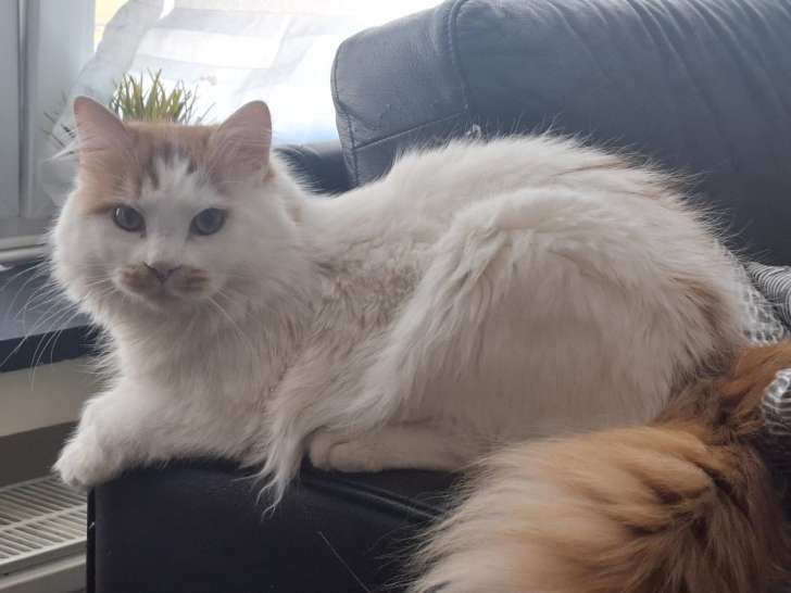 Mâle Sibérien adorable à vendre
