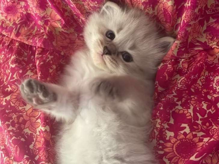 Magnifiques chatons Sibériens LOOF à vendre