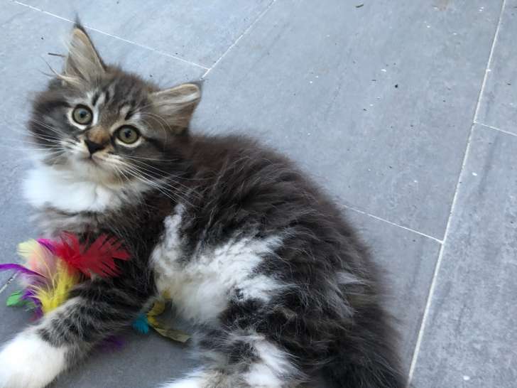 Magnifiques chatons Sibériens LOOF à vendre