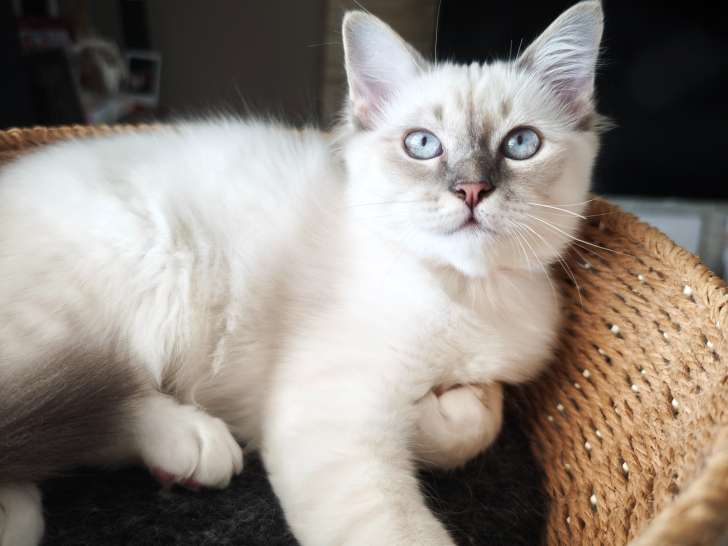 Chaton de race Sacré de Birmanie mâle à vendre