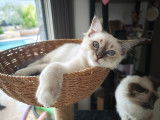 Chaton de race Sacré de Birmanie mâle à vendre