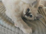 Chaton de race Sacré de Birmanie mâle à vendre