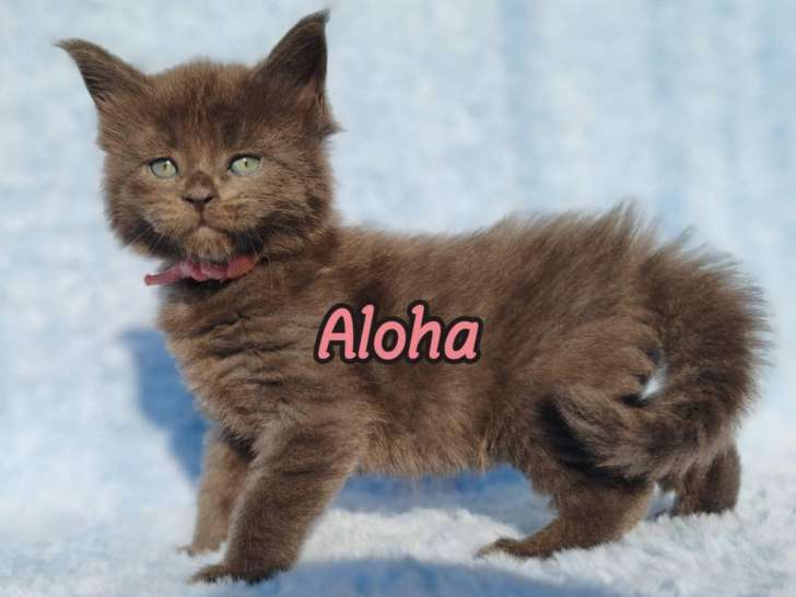 Aloha, femelle rose