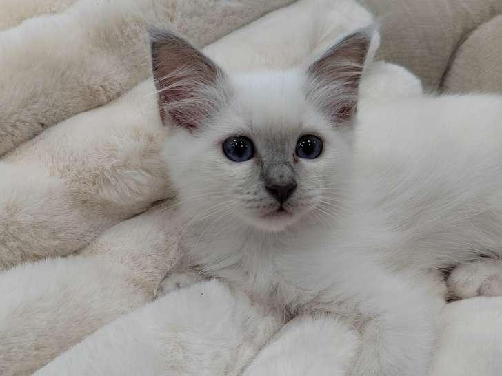Arya des Sacrés Breizh Femelle lilac point DISPONIBLE