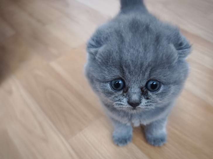 Chatons de type British Shorthair à vendre (4 femelles & 1 mâle)