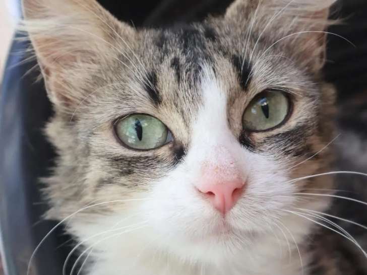 À adopter : chatte de 4 ans