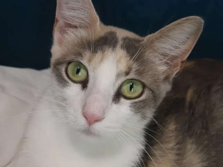 Disponible à l'adoption : chatte tricolore