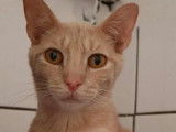 En attente d'adoption : chat tigré roux