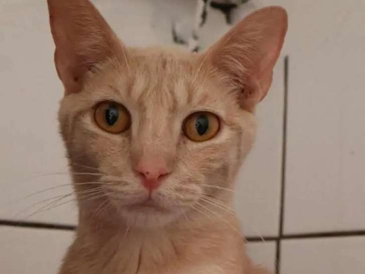 En attente d'adoption : chat tigré roux