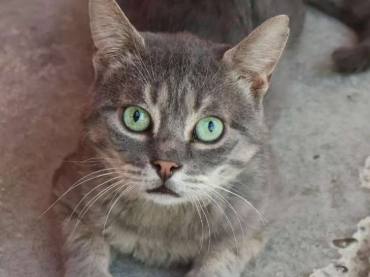 Prêt pour l’adoption : chat tigré gris