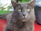 En attente d’une famille : chat âgé de 5 ans