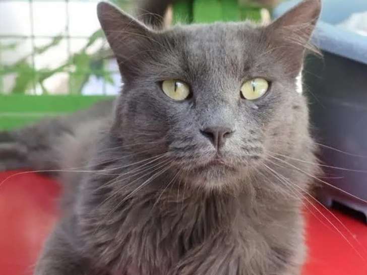 En attente d’une famille : chat âgé de 5 ans