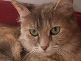 À accueillir : chatte tigrée