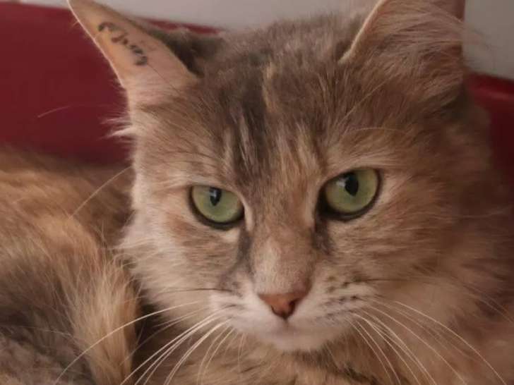 À accueillir : chatte tigrée